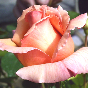 Tiffany - trandafiri - www.ioanarose.ro